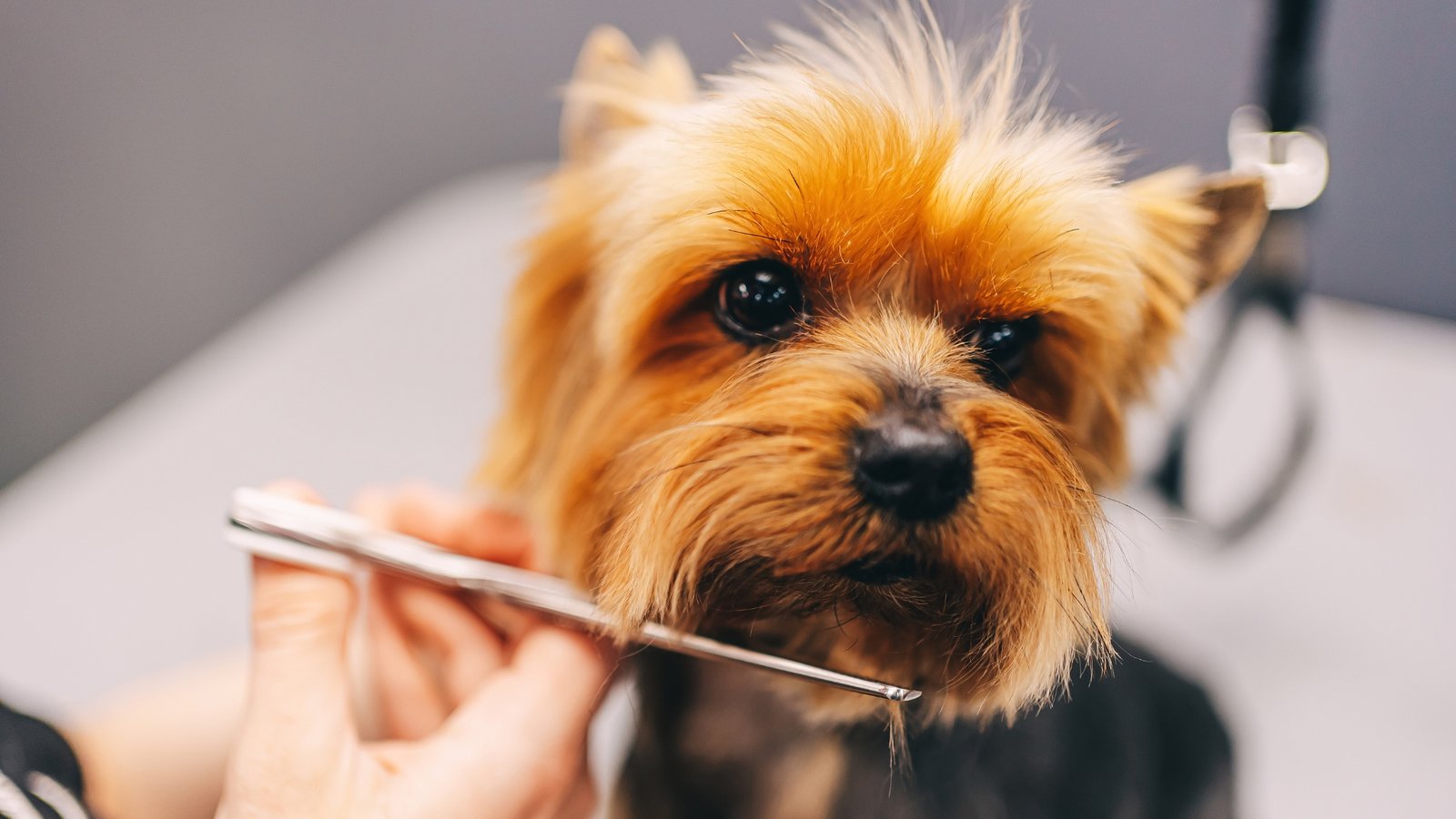 Estética Animal